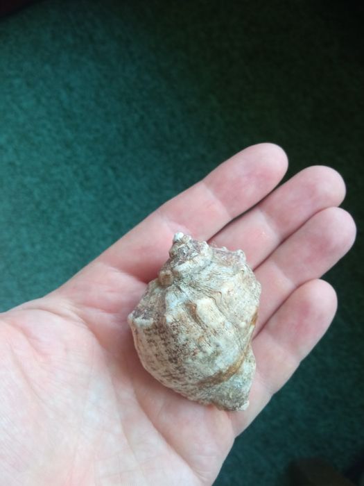 Ракушка морская целая