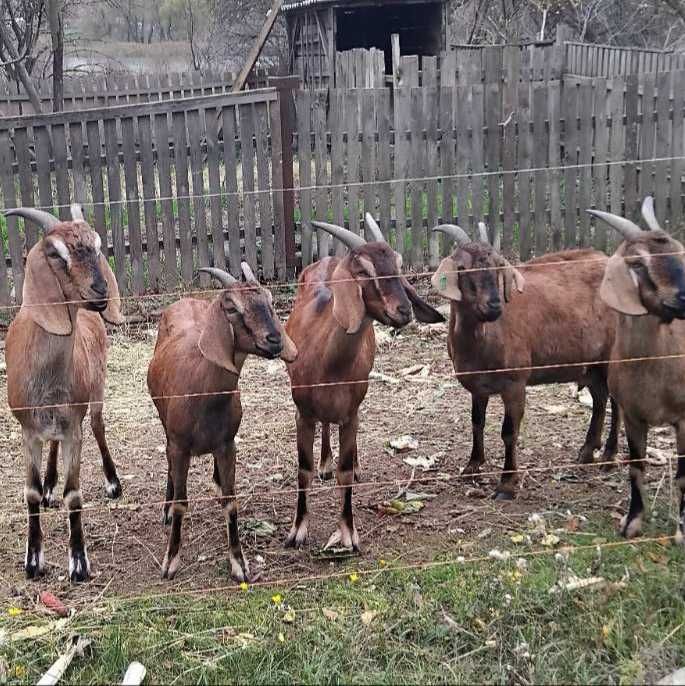 Продам молоді англо-нубійські  козочки