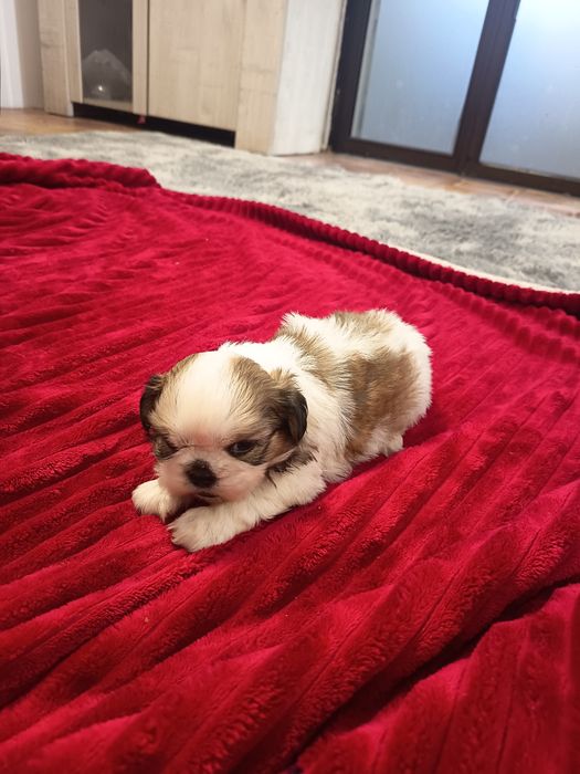Shih-tzu fêmea lindíssima, vacinada e desparasitada