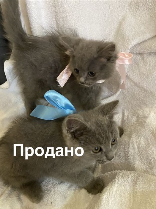 Милі британської породи кошенята шукаєють люблячу родину