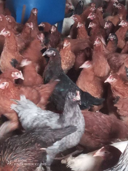 Sprzedam kury rossa