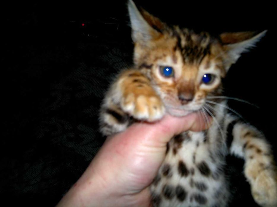 Шикарна бенгальська манюшечка з документами