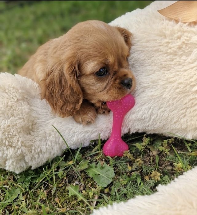 Cavalier King Po szkoleniu behawioralnym wyprawka rodowód
