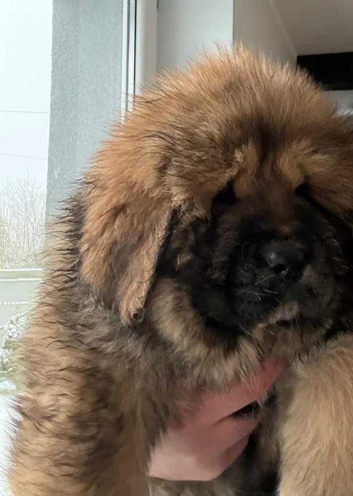 Крутий хлопчик з чемпіонською родословною ксу тібетьский мастиф