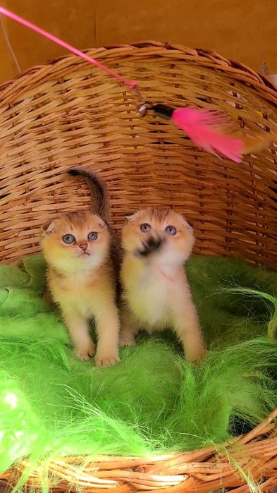 Девочки и мальчики золотая шиншилла