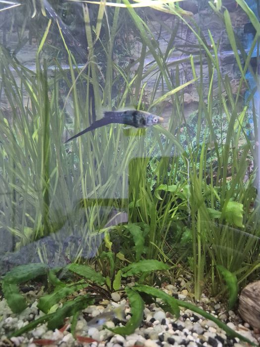 Sprzedam akwarium 60l