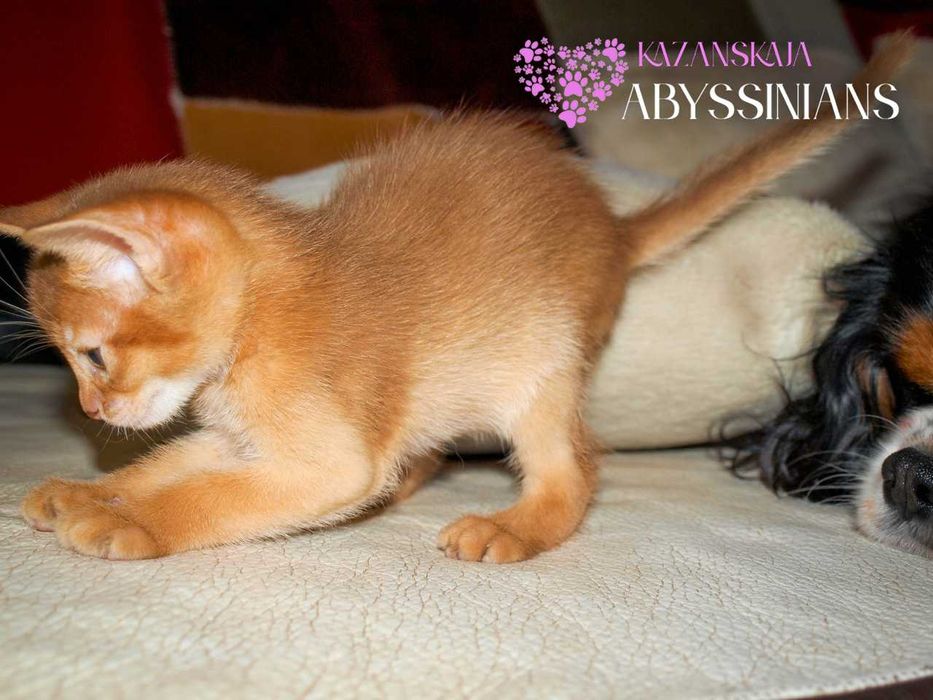 Гарнюня хлопчина абісинська кішка кошеня