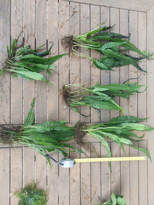 plantas aquário de fácil manutenção