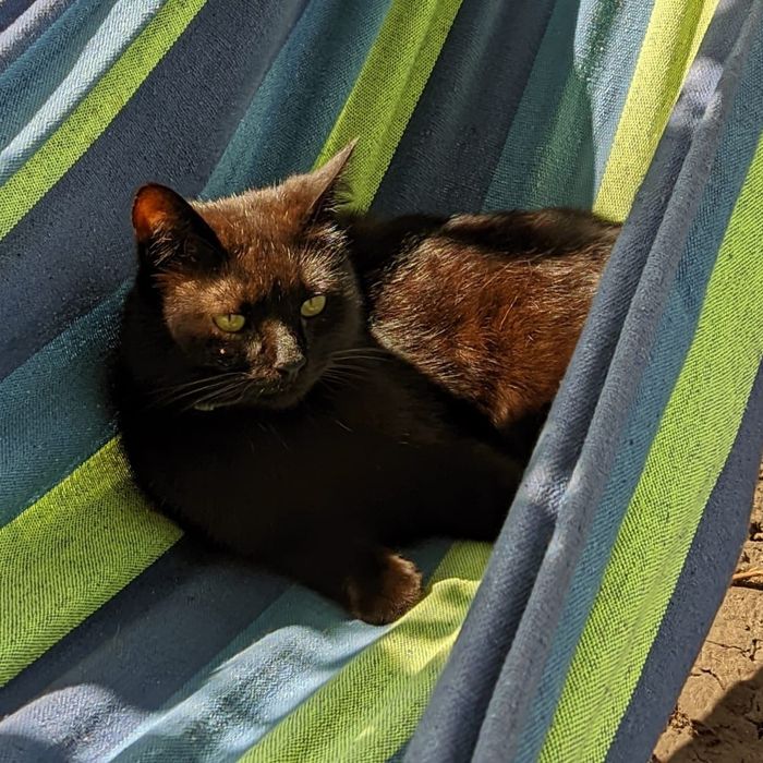 Пропал кот в районе Черевковки