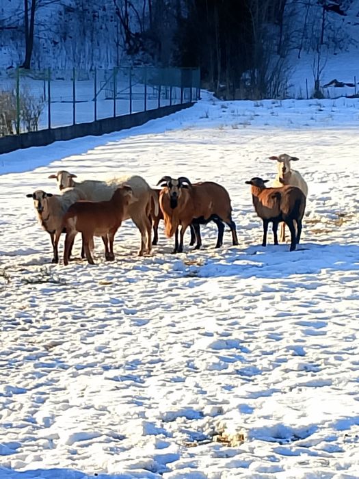 Młode barany, tryk kameruński, owce