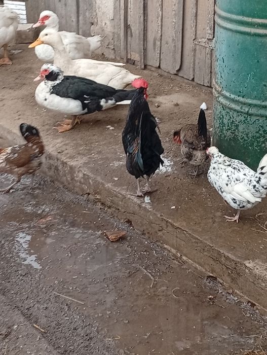 Продається ія бентамок