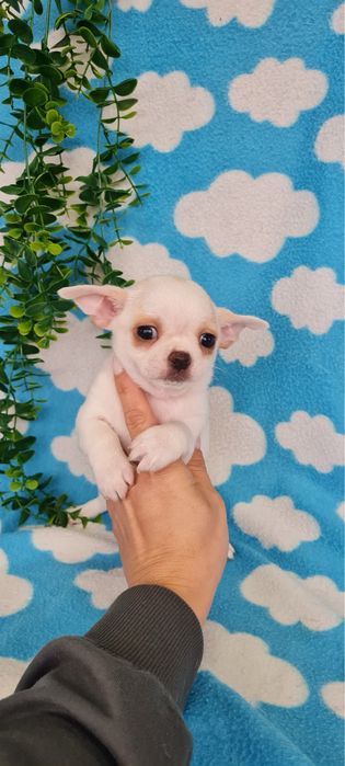 Excecional menino mini Chihuahua/Chiuaua de Qualidade