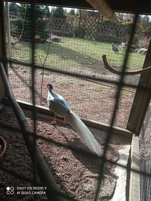 Bażanty różne rodzaje