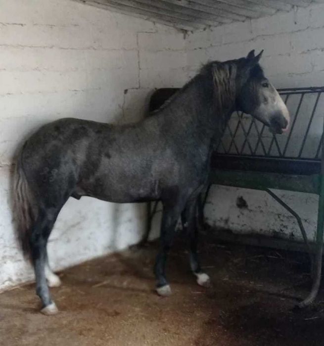 Lusitano  Puro neto do Pagode