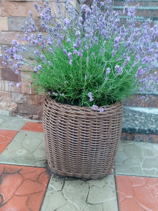 Кашпо из ротанга.