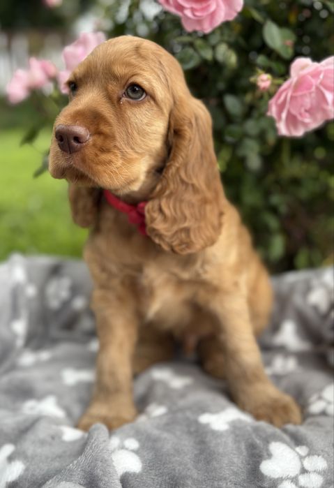 Cocker spaniel angielski gotowy do odbioru