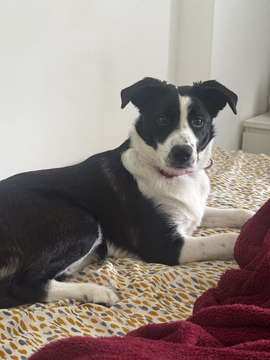 Border collie para adoção