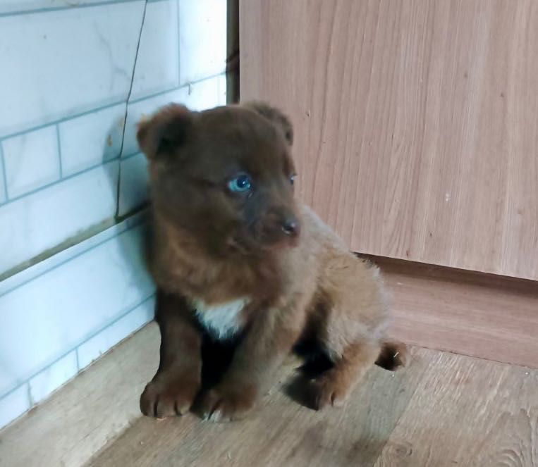 Шоколадна малеча з блакитними оченятами шукає дім