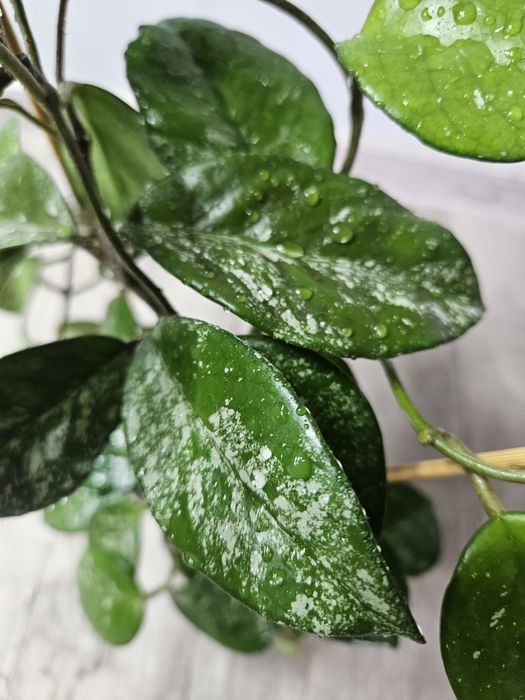 Hoya carnosa freckles