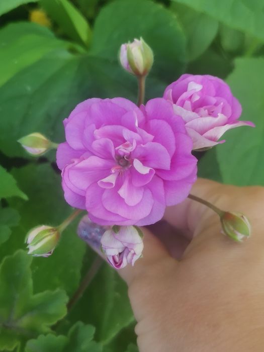 Пеларгонія" Ю-Сиреневый туман" 120грн