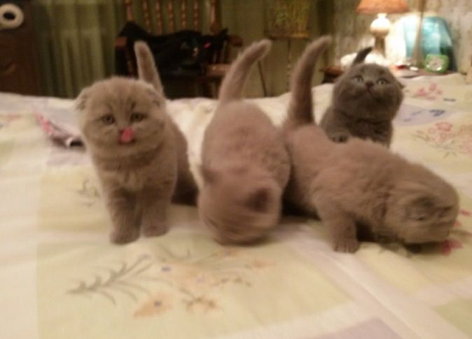 Вислоухие котята с документами,необыкновенного окраса, для Вас!