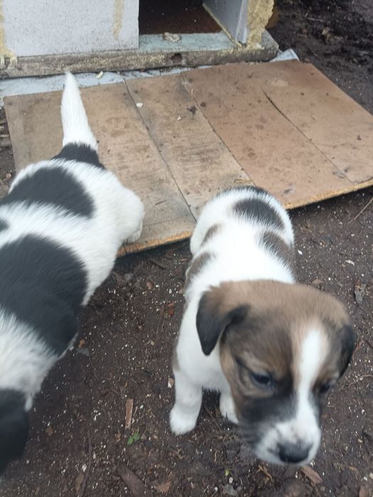 Щенки Лобрадора.