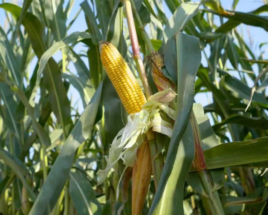 Materiał siewny kukurydza Hulk Rosomak Danubio 80 tys nasion