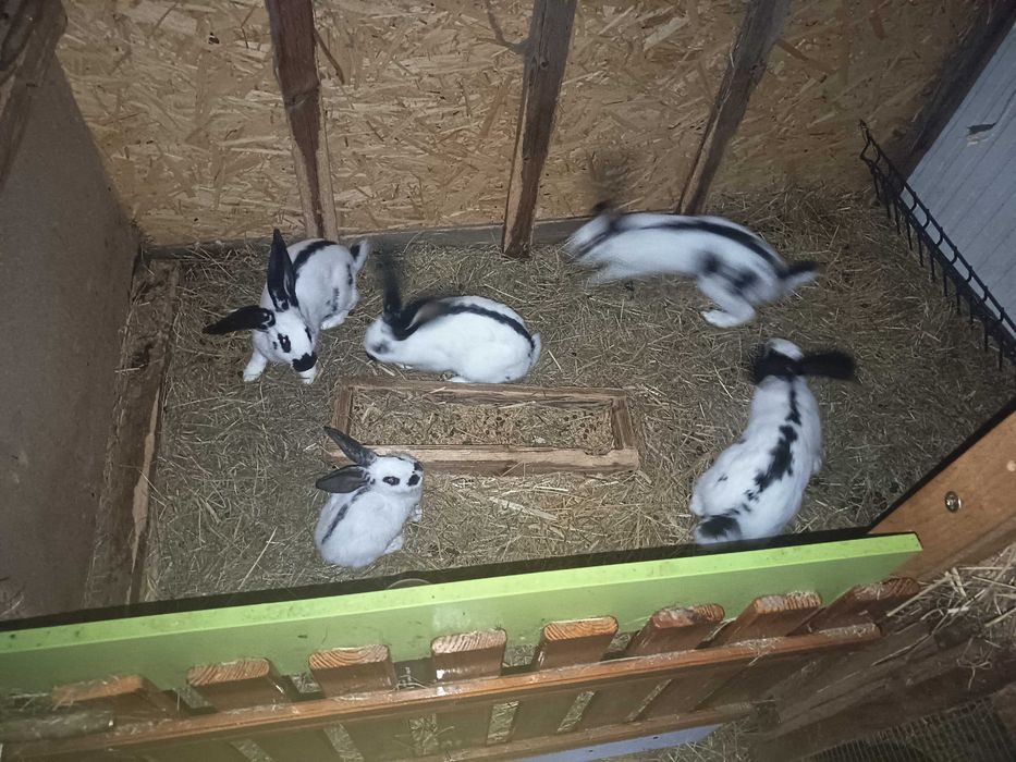 Króliki do dalszego chowu