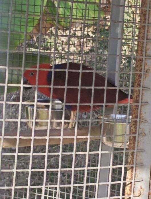2 casais de papagaios ecletus. Troco por  arara criada a mão no mesmo valor