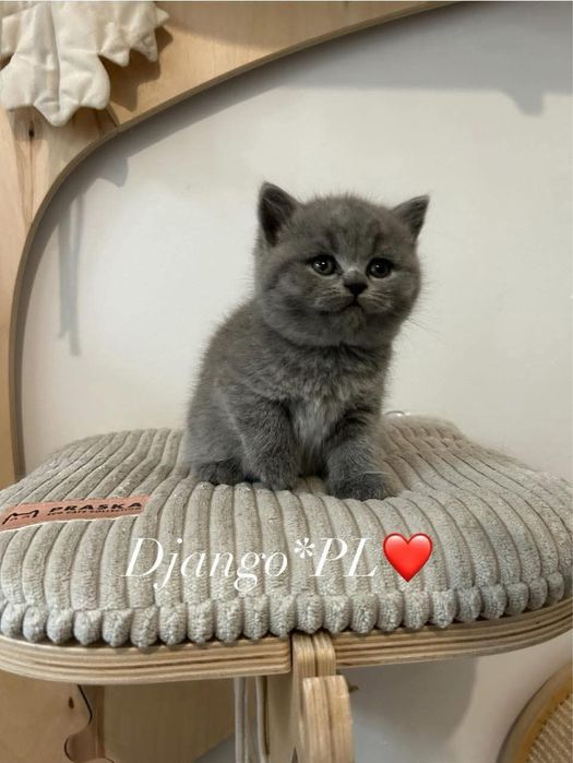 Czystej rasy po utytulowanych przodkach kotki niebieskie