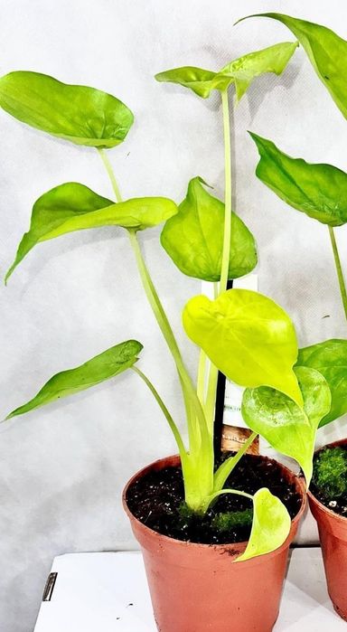 Алоказия Гагеана ауреа Голден бон, Кукулата  Голден