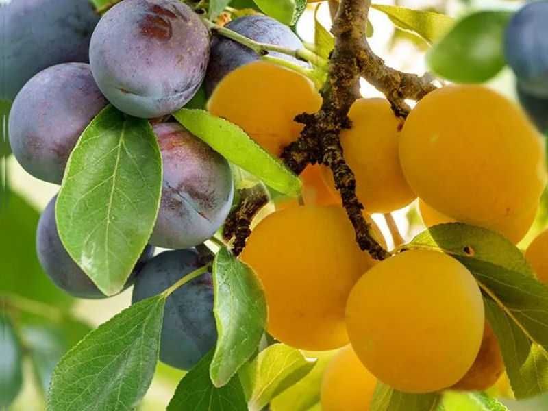 Drzewka owocowe DUO-MEZO