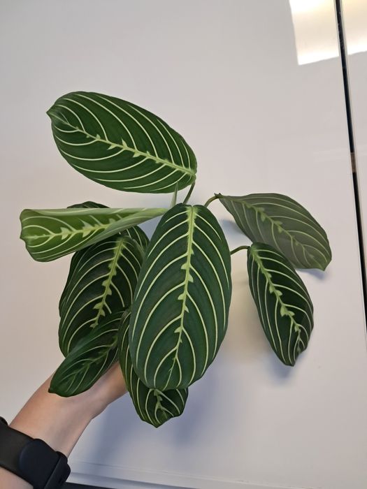 Maranta lemon lime cieta