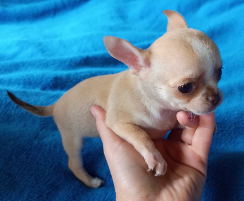 Chihuahua suczka