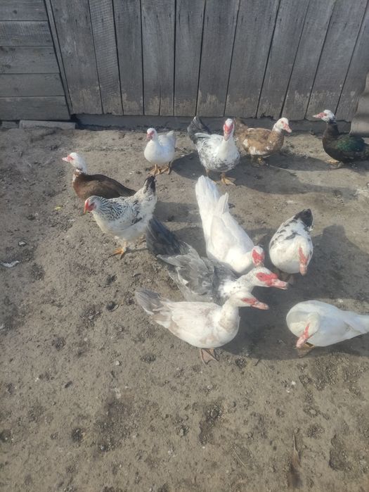 Продам осінні індокачки