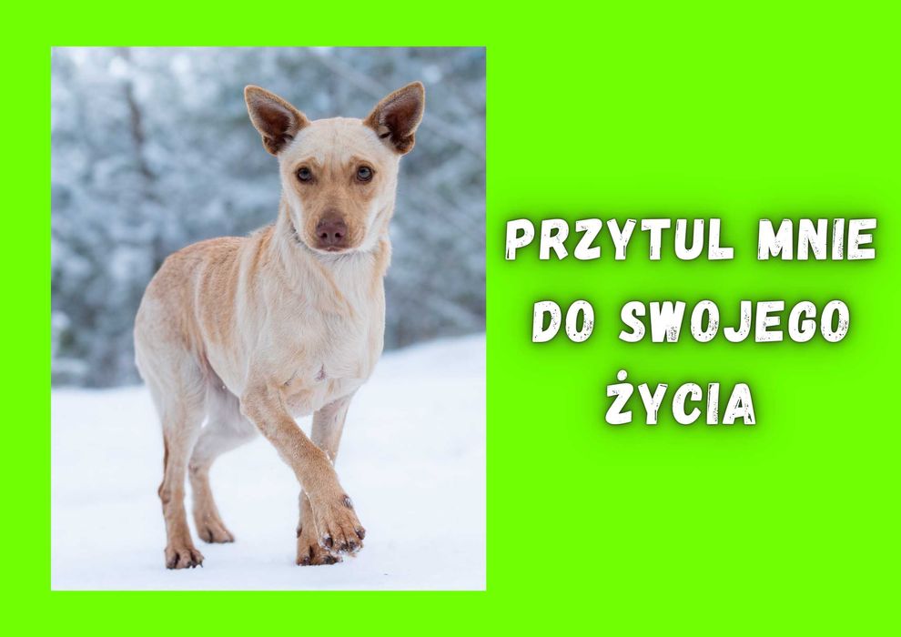 AKIMA - marzy o nowym domu i rodzinie