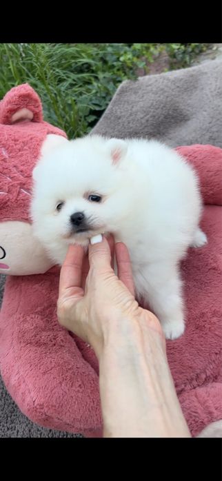 Szpic miniaturowy pomeranian sunia biała