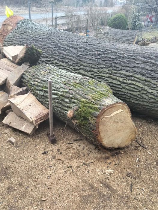 Dąb materiał dobry na dechy