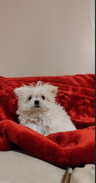 Urocze Śnieżno-Białe Maltańczyki • GOTOWE DO ODBIORU •