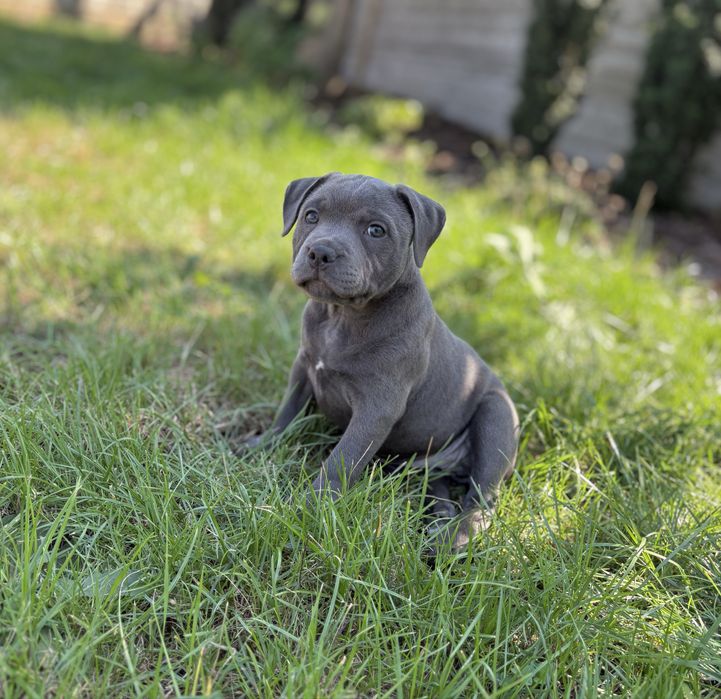 Staffordshire Bull Terrier -Staffik