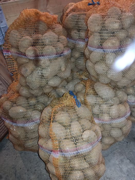 Sprzedam ziemniaki paszowe