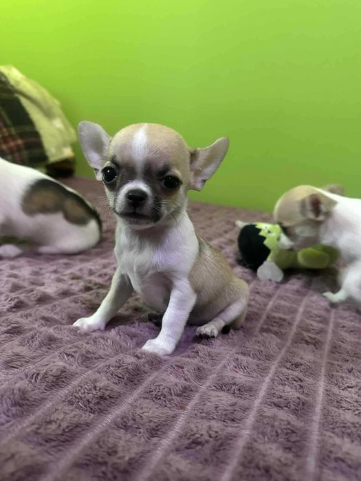 Przepiekna Suczka XXS Chihuahua
