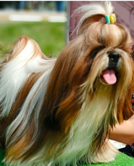 Милі , лялечки , цуцики Ши- Тцу  КСУ FCI