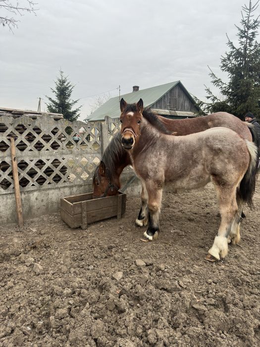 Źrebica 5,5miesiąca