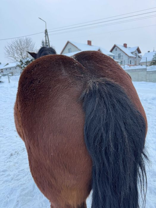 Klacz zimnokrwista PKZ księga główna