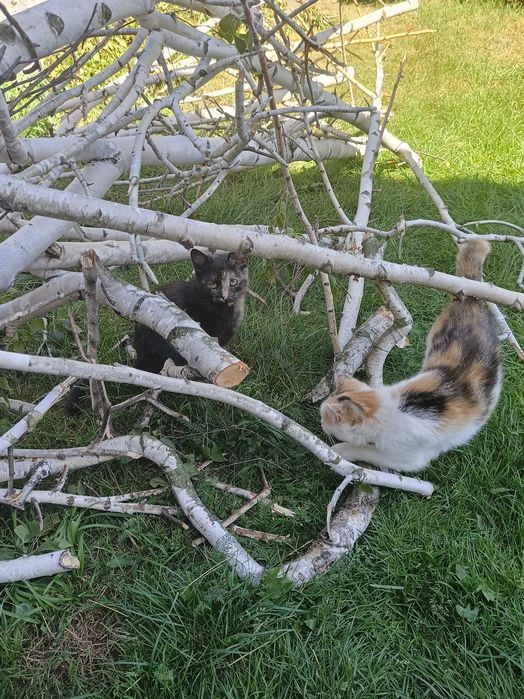 Koty szukają nowego domu!