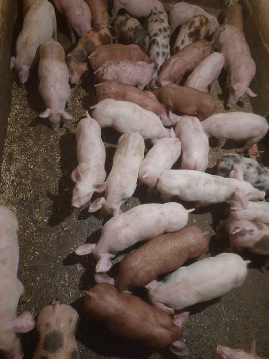 Продам поросята різної породи