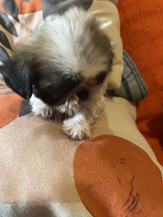 Shitzu femea excelente mini