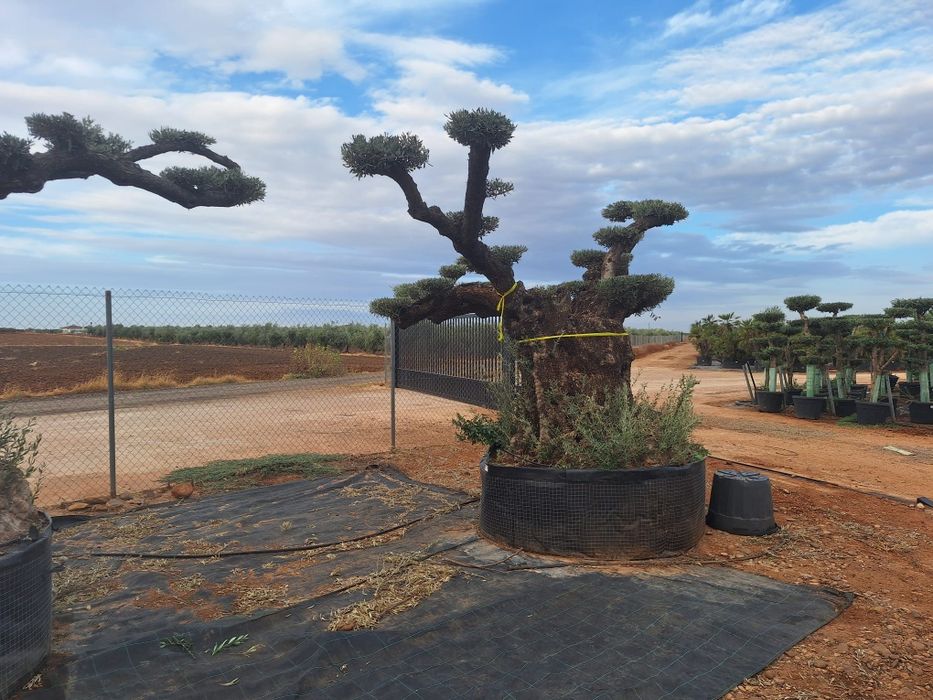Oliveiras bonsai milenares em pratos XXXLLL