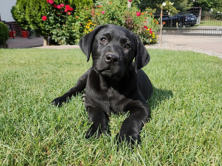 Labrador Retriever, ostatnia mocnej budowy SUCZKA! Już do odbioru!